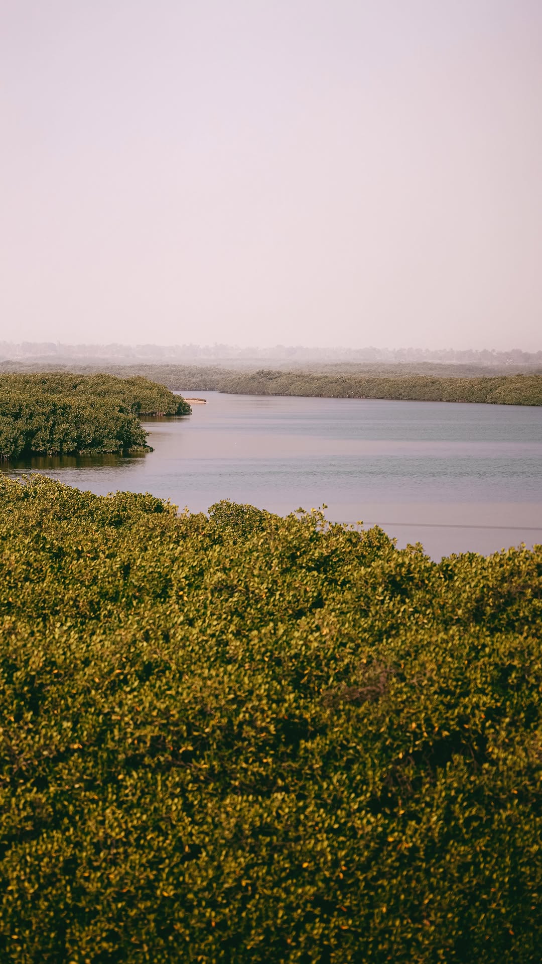 Mangroves et bras d’eau du delta du Sine-Saloum au lever du jour, Sénégal