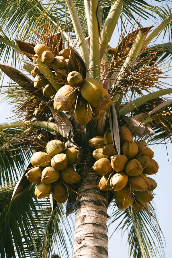Cocotiers en gros plan dans le jardin de la Villa Samba